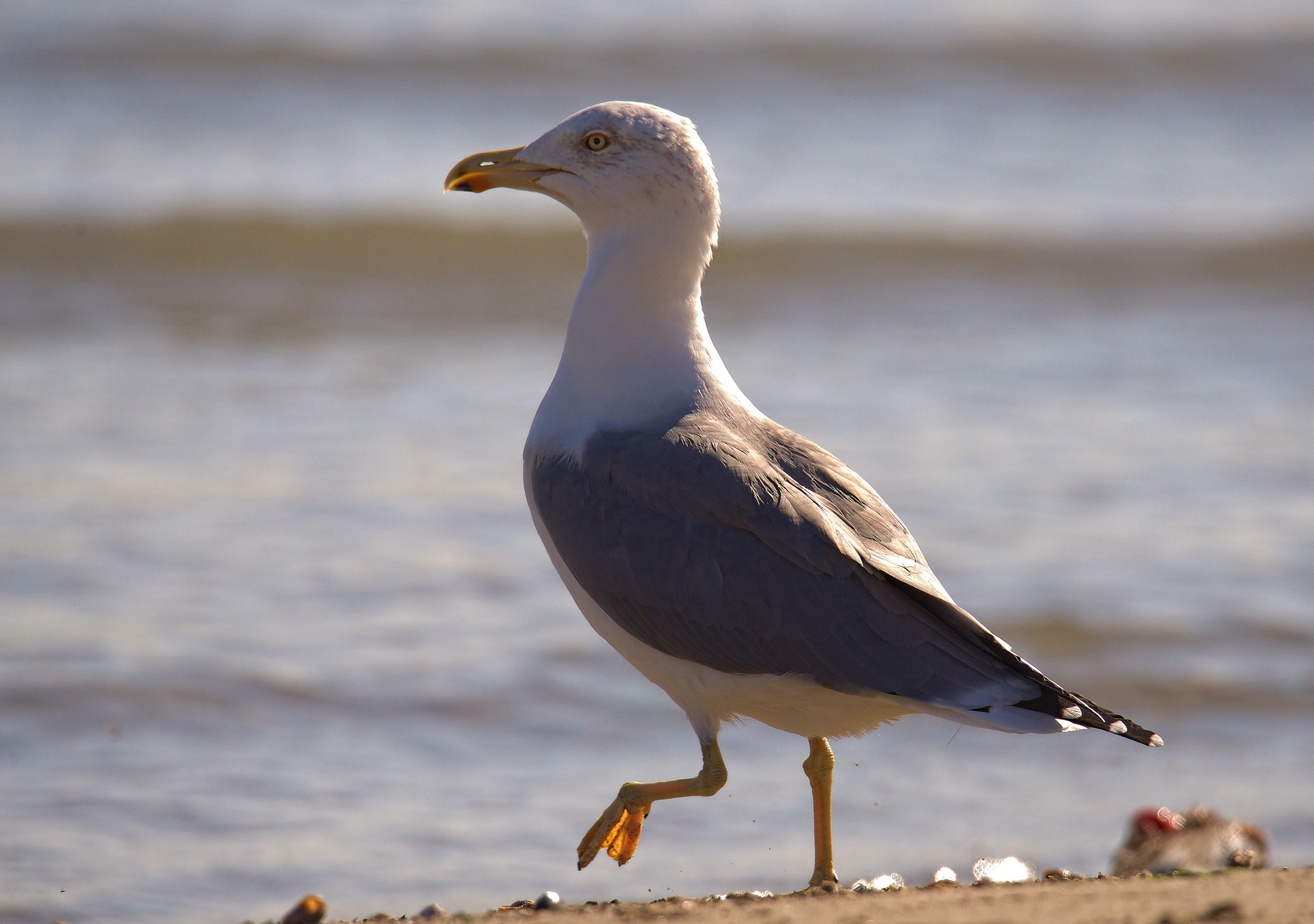 Real Seagull