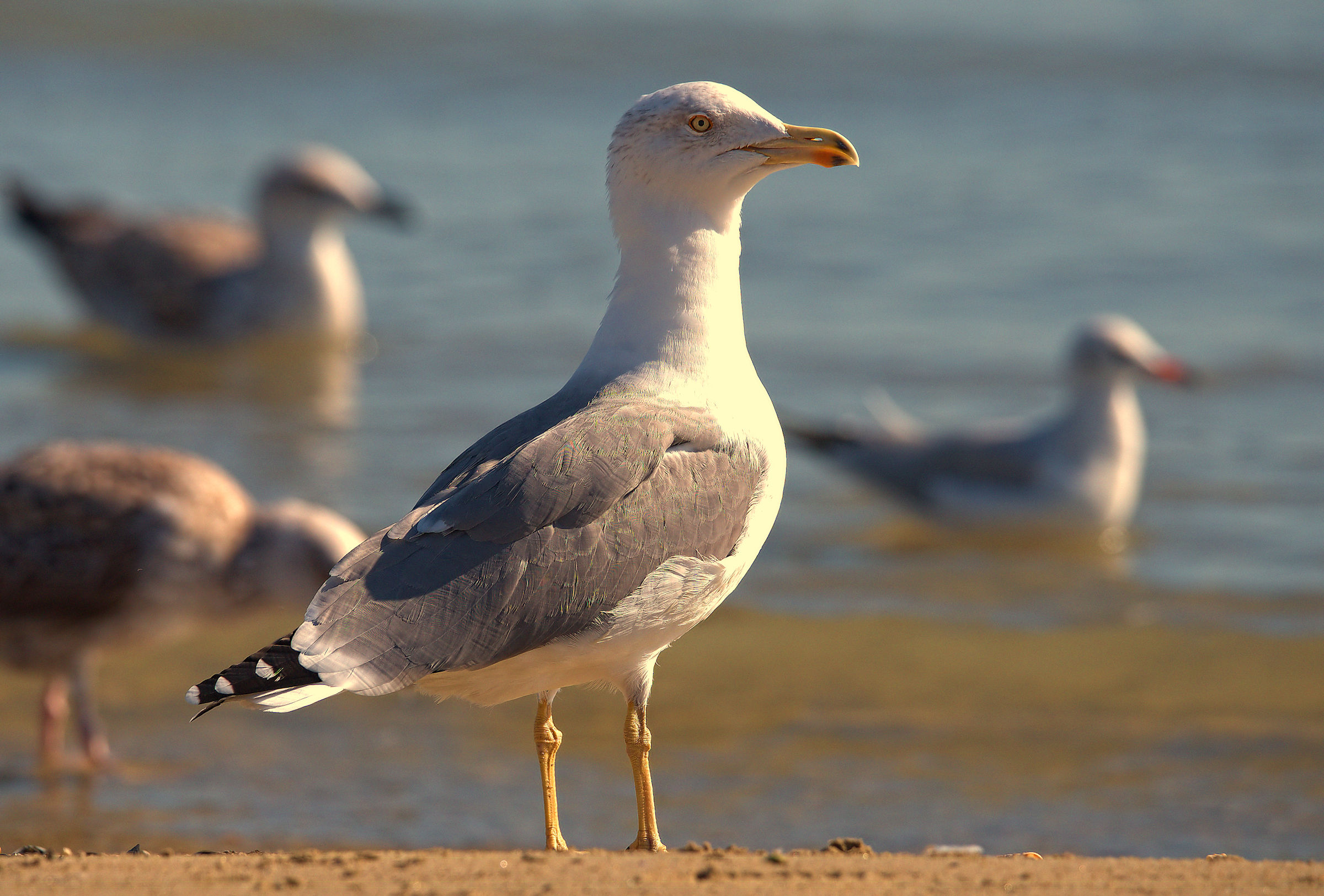 Real Seagull