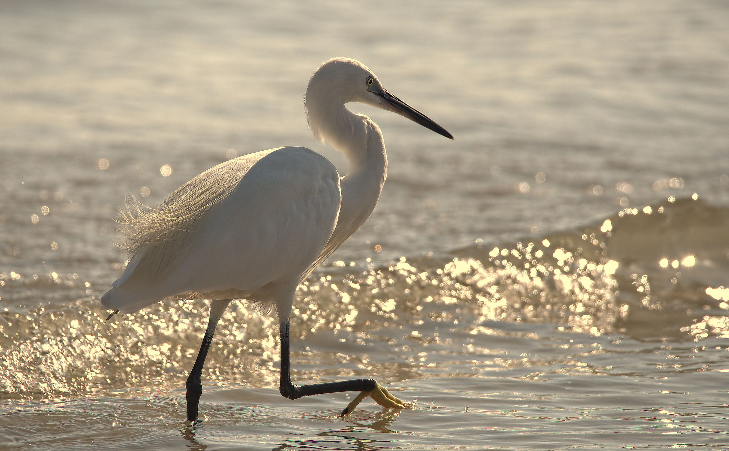 Egret
