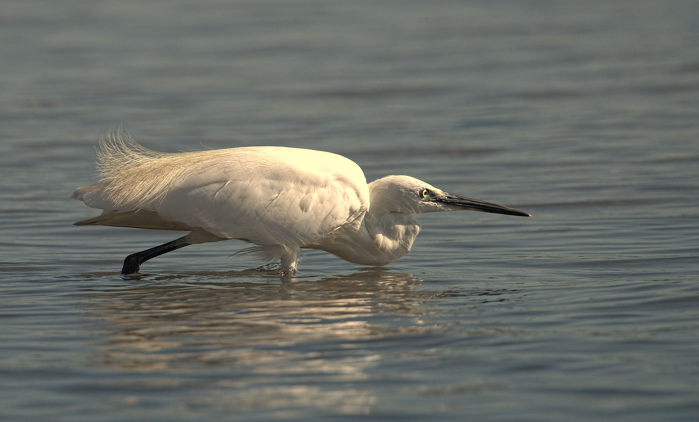 Egret