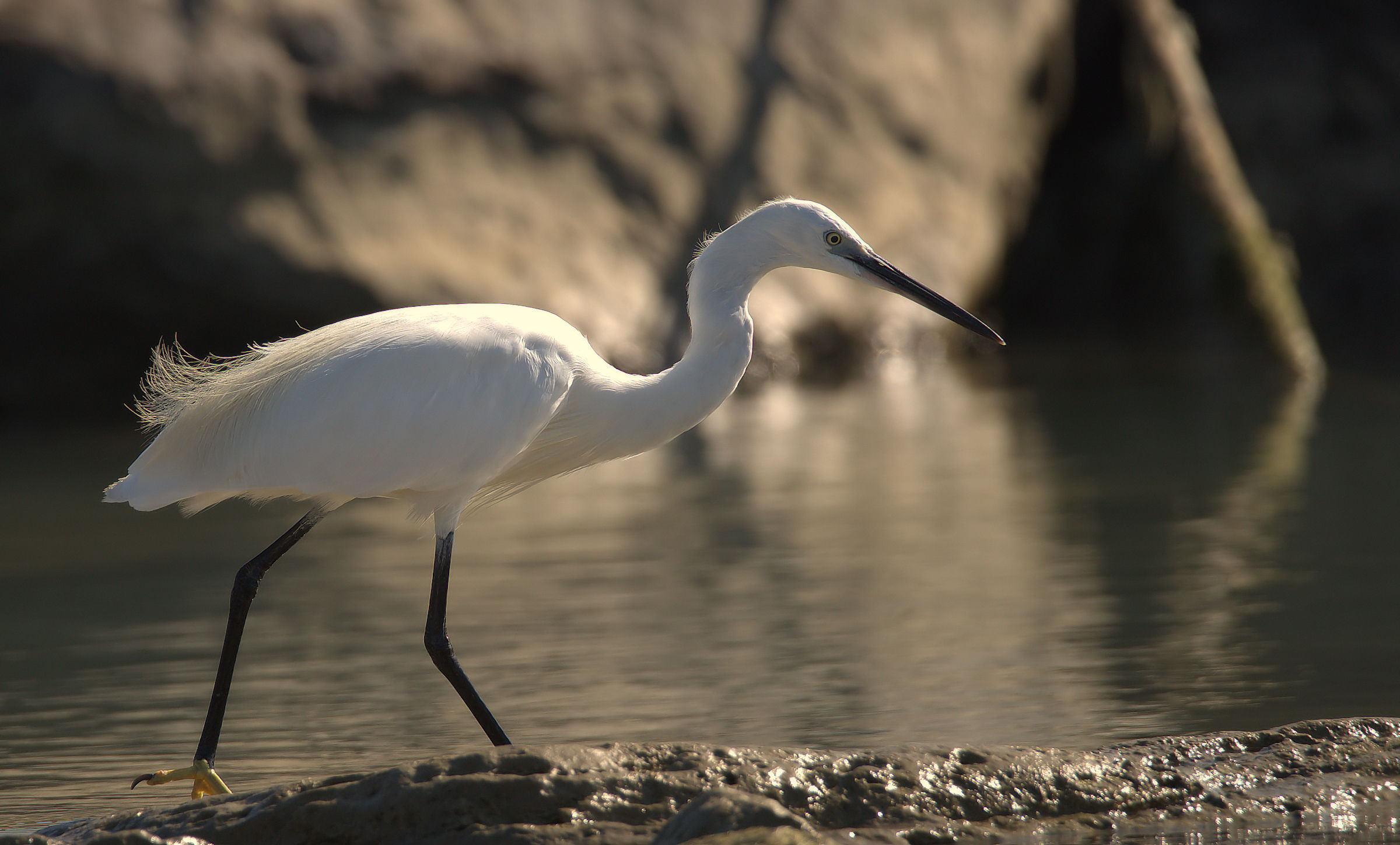 Egret