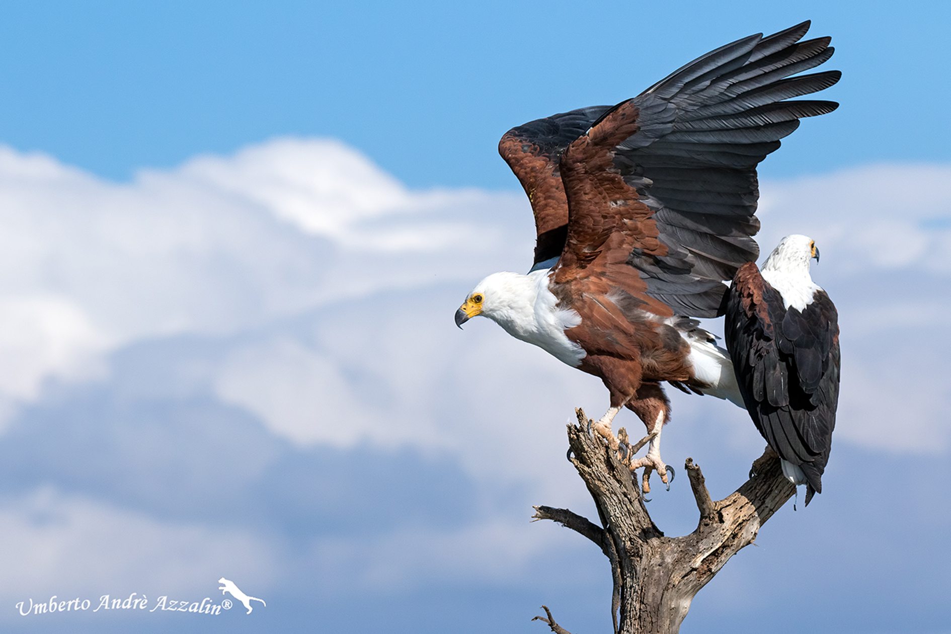 Ready to dominate the sky