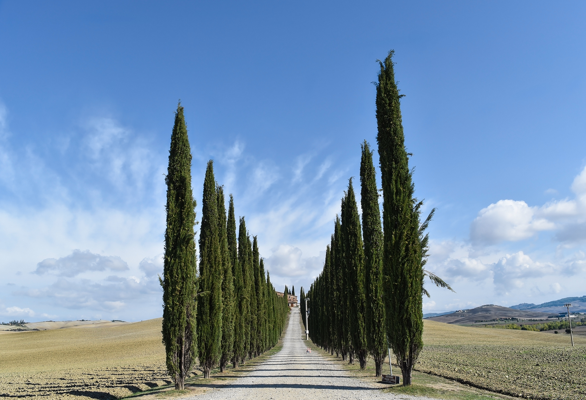 Cypress Trees in Val d'orcia