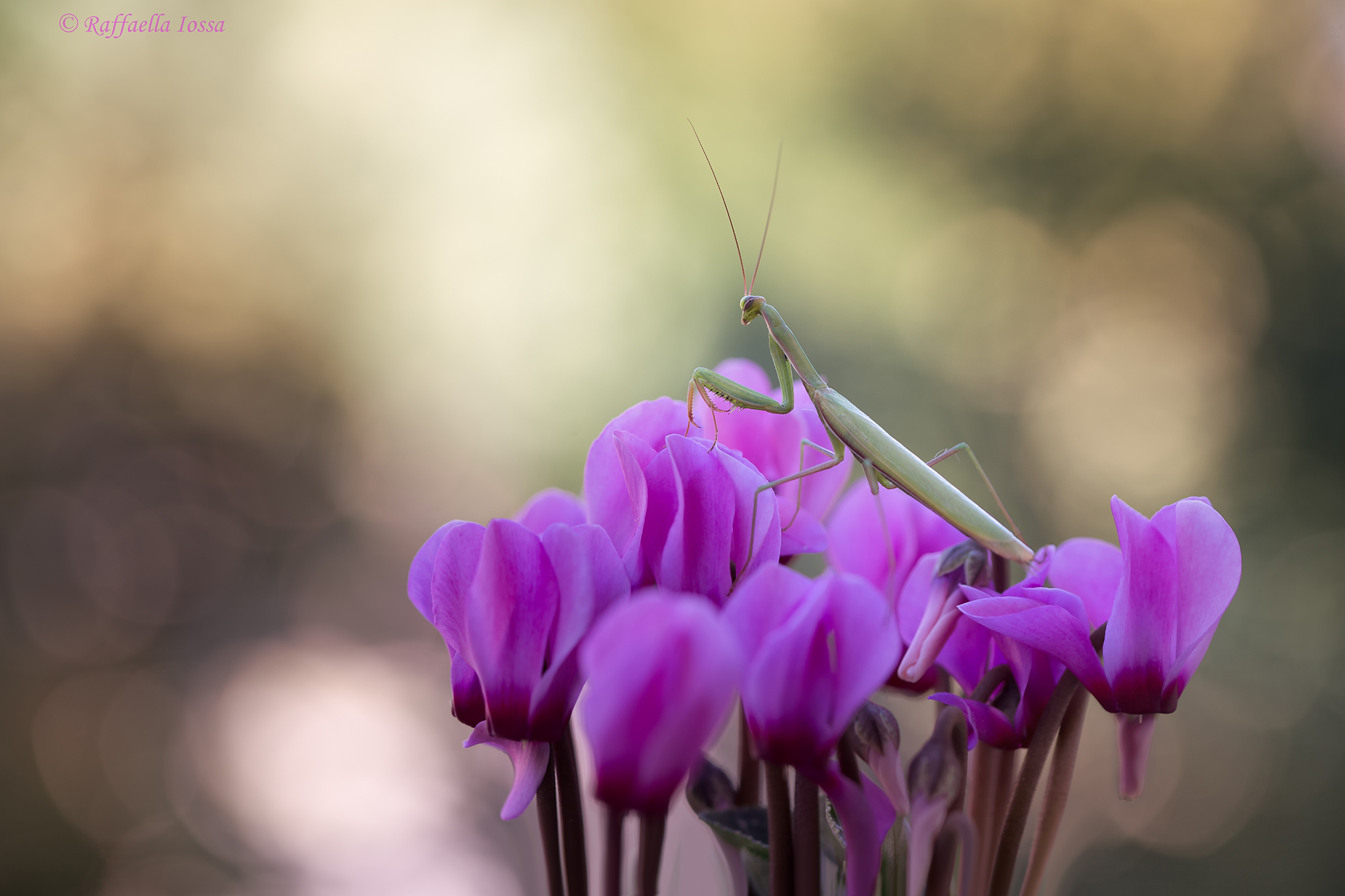 Incontro di questa mattina
