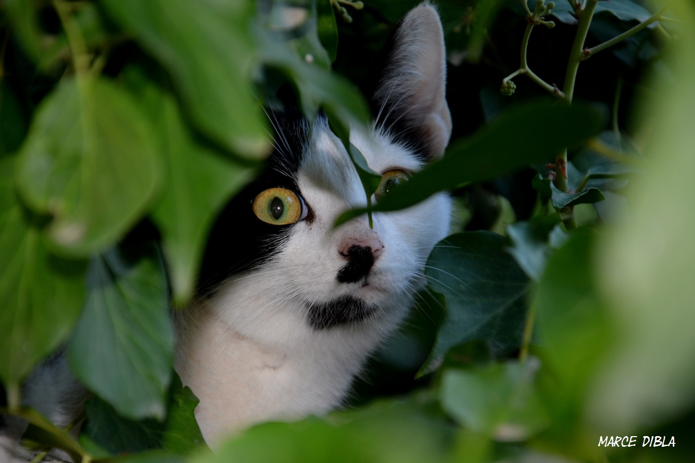 Giocando a nascondino