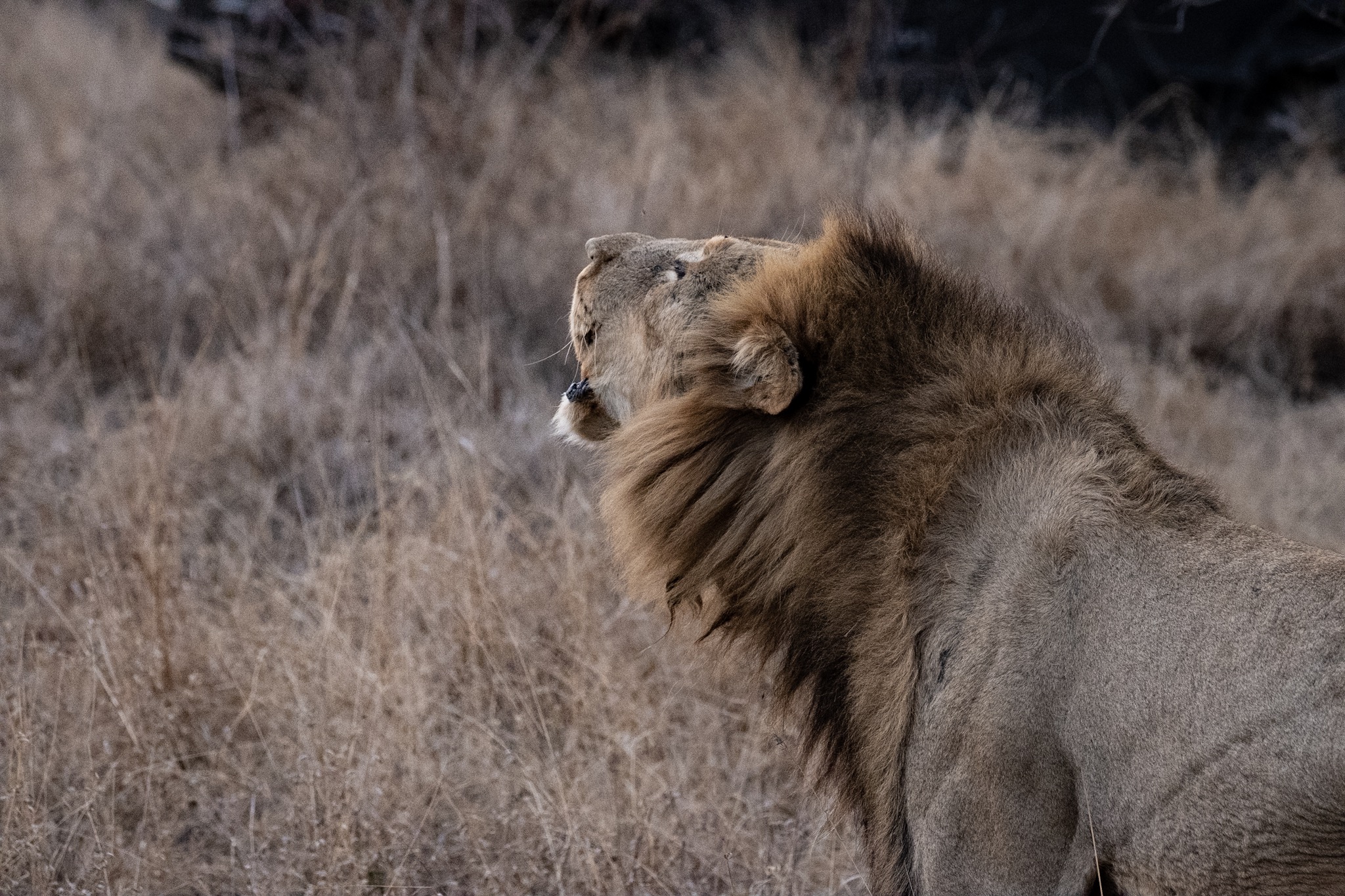 The first lion never forget