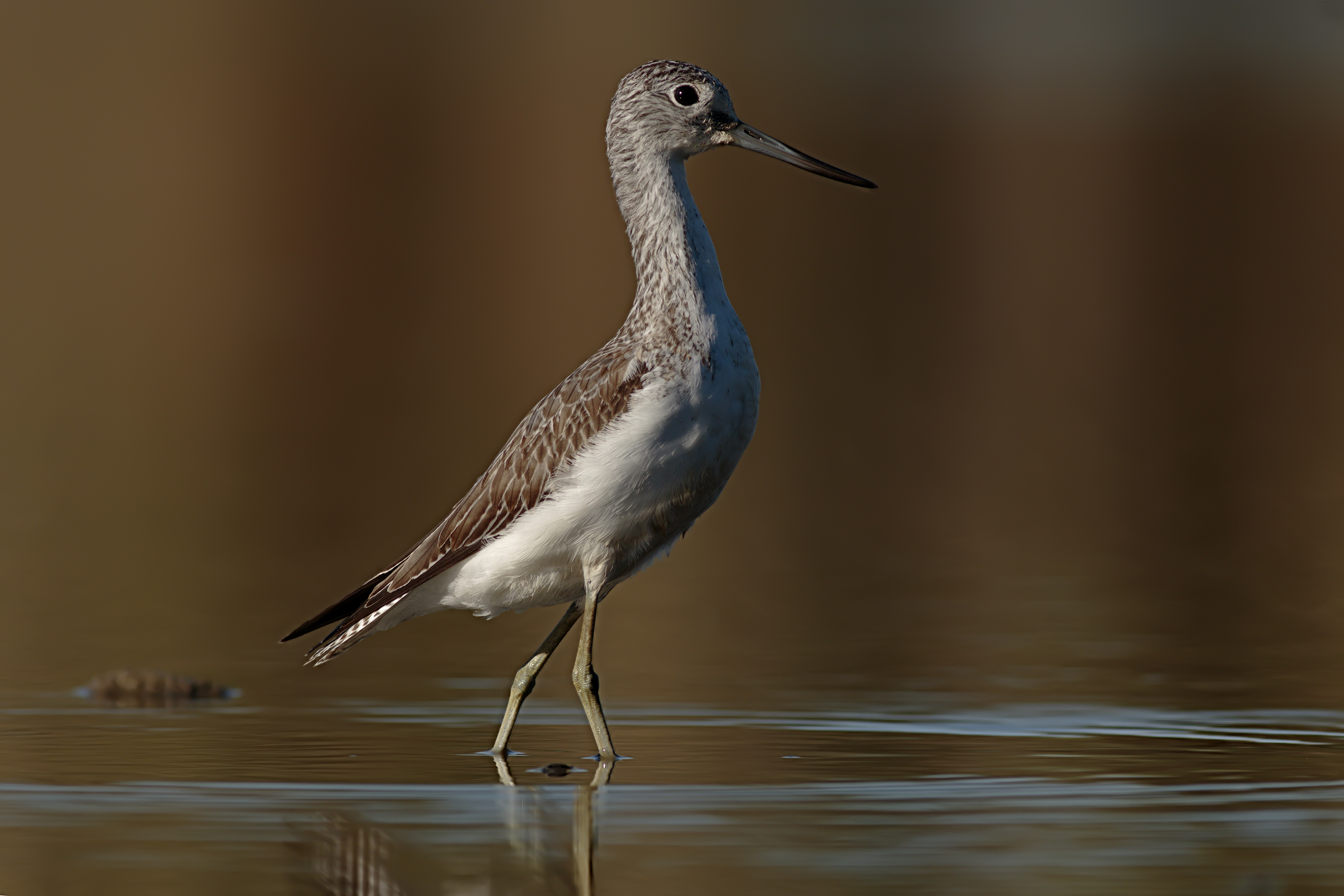 Greenshank