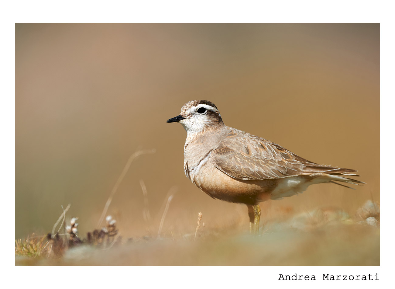 Piviere Dotterel