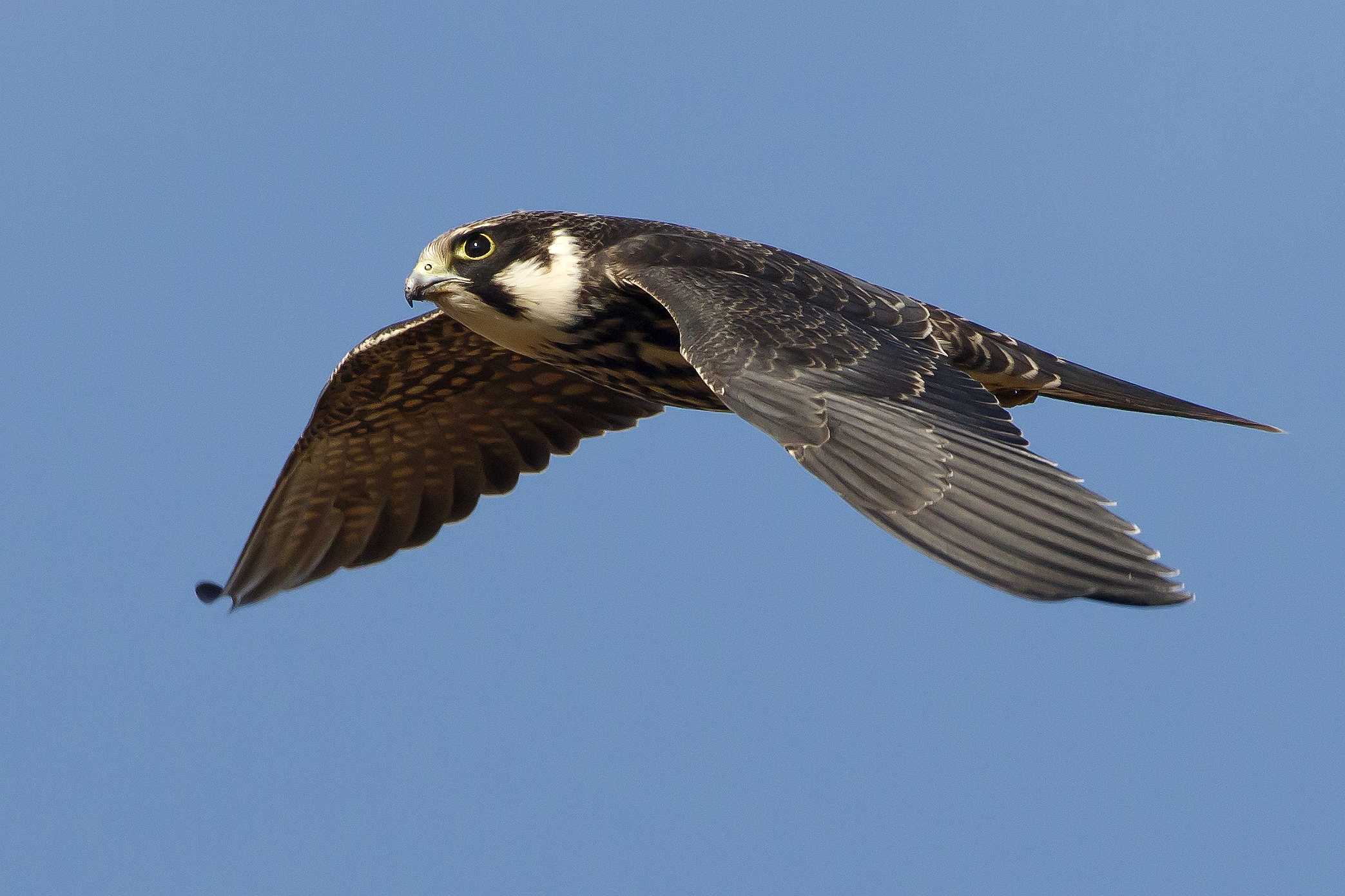 Lodolaio Hawk in hunting