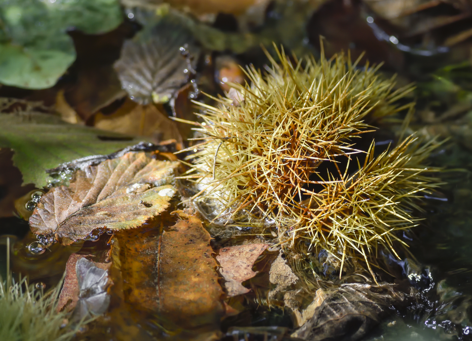 The fruit of the forest