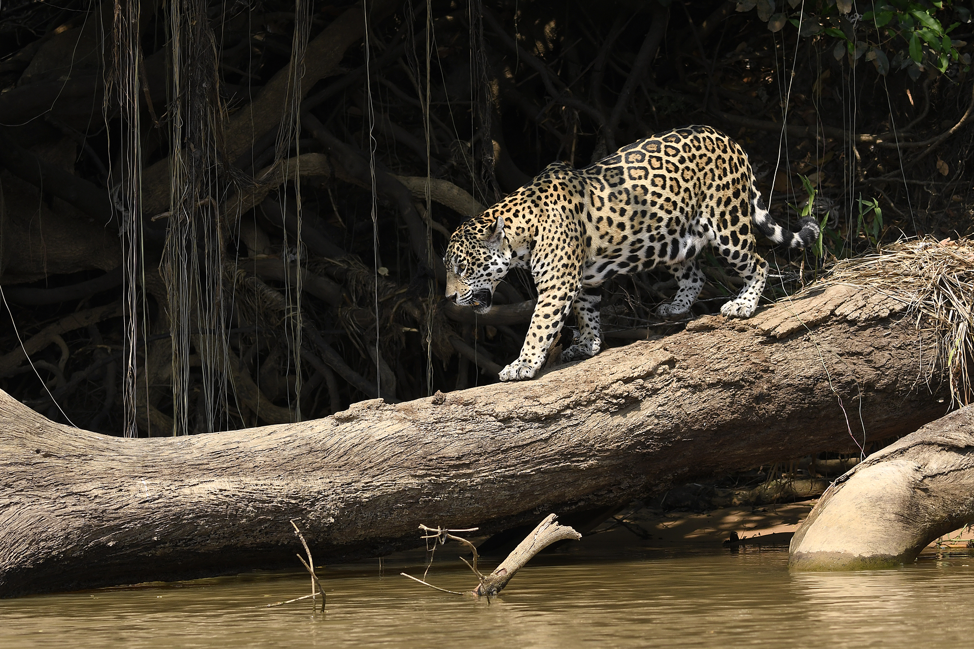 Giaguaro Pantanal