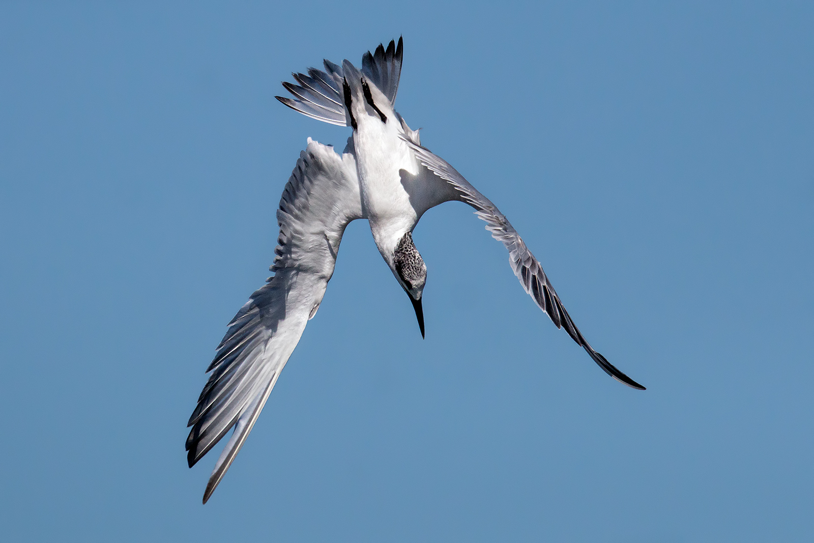 The momentum of the Sandwich Tern 2