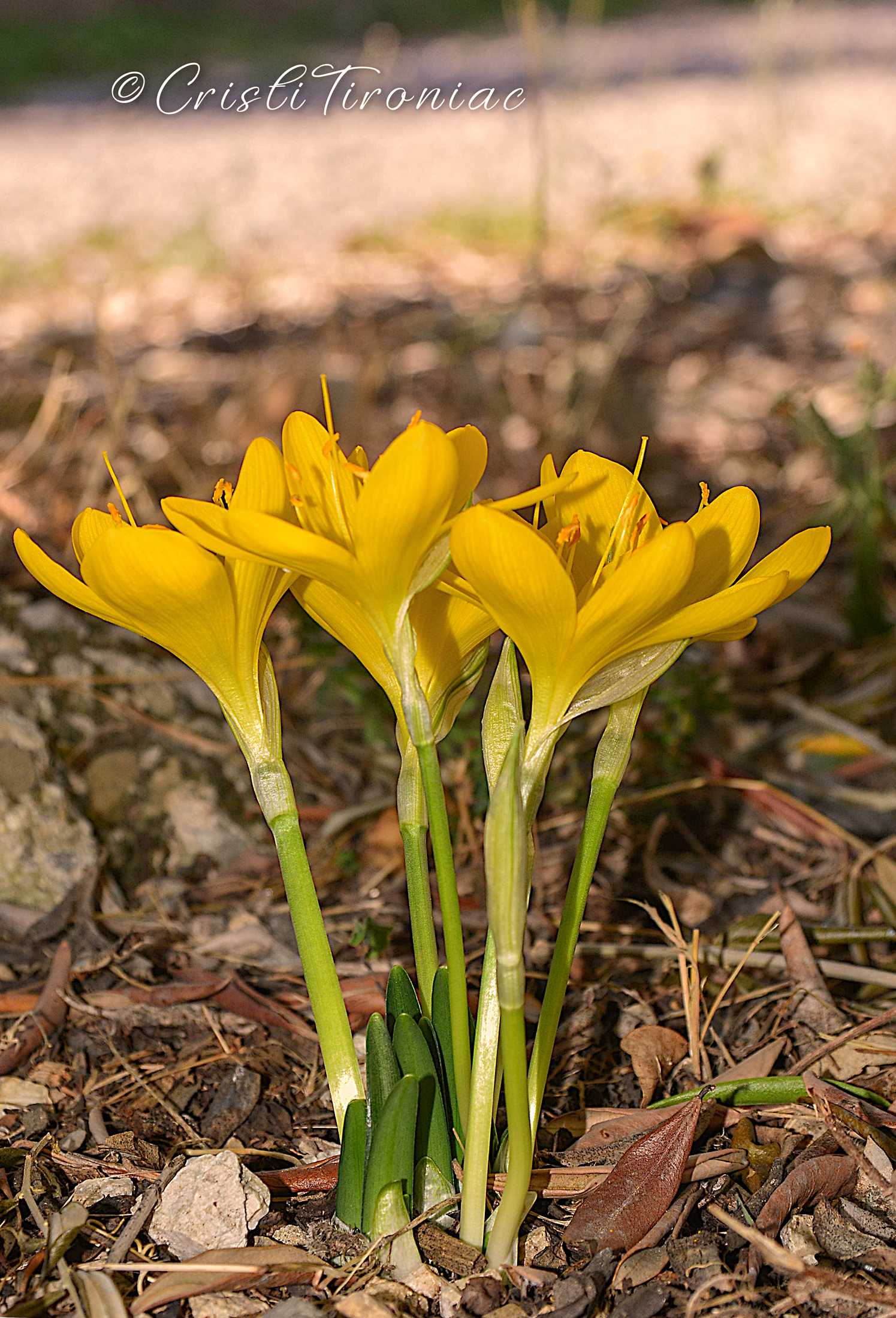 ... miss Flower