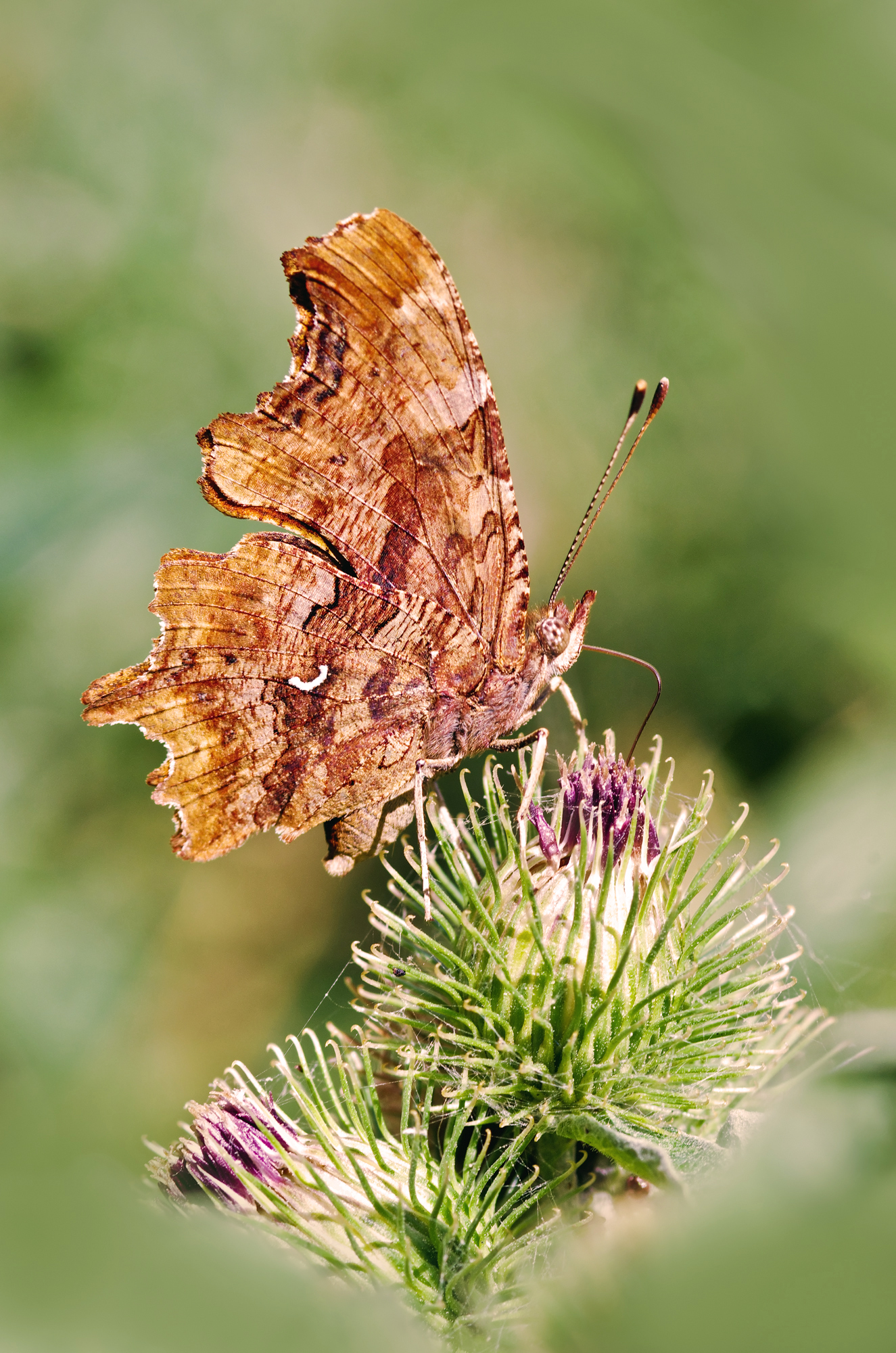 Polygonia c-album (Linnaeus, 1758) -  Nymphalidae