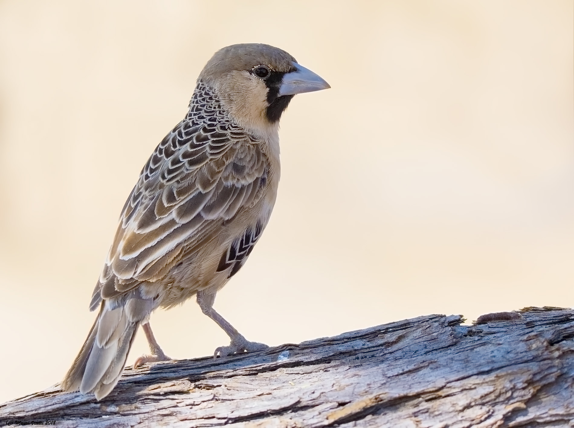 Sociable Weaver (Philetairus socius)