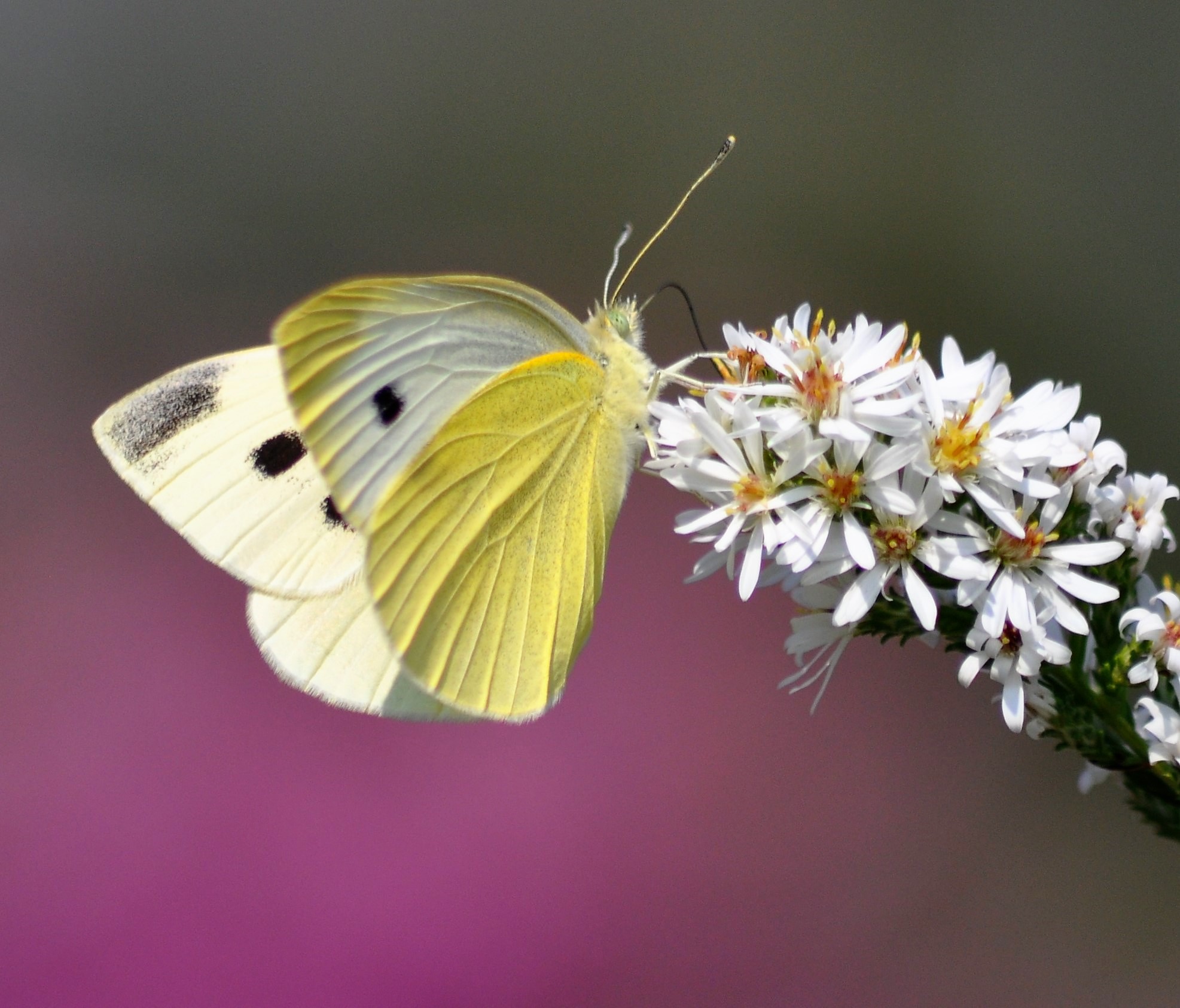Erbario della Gorra Fioritura Aster