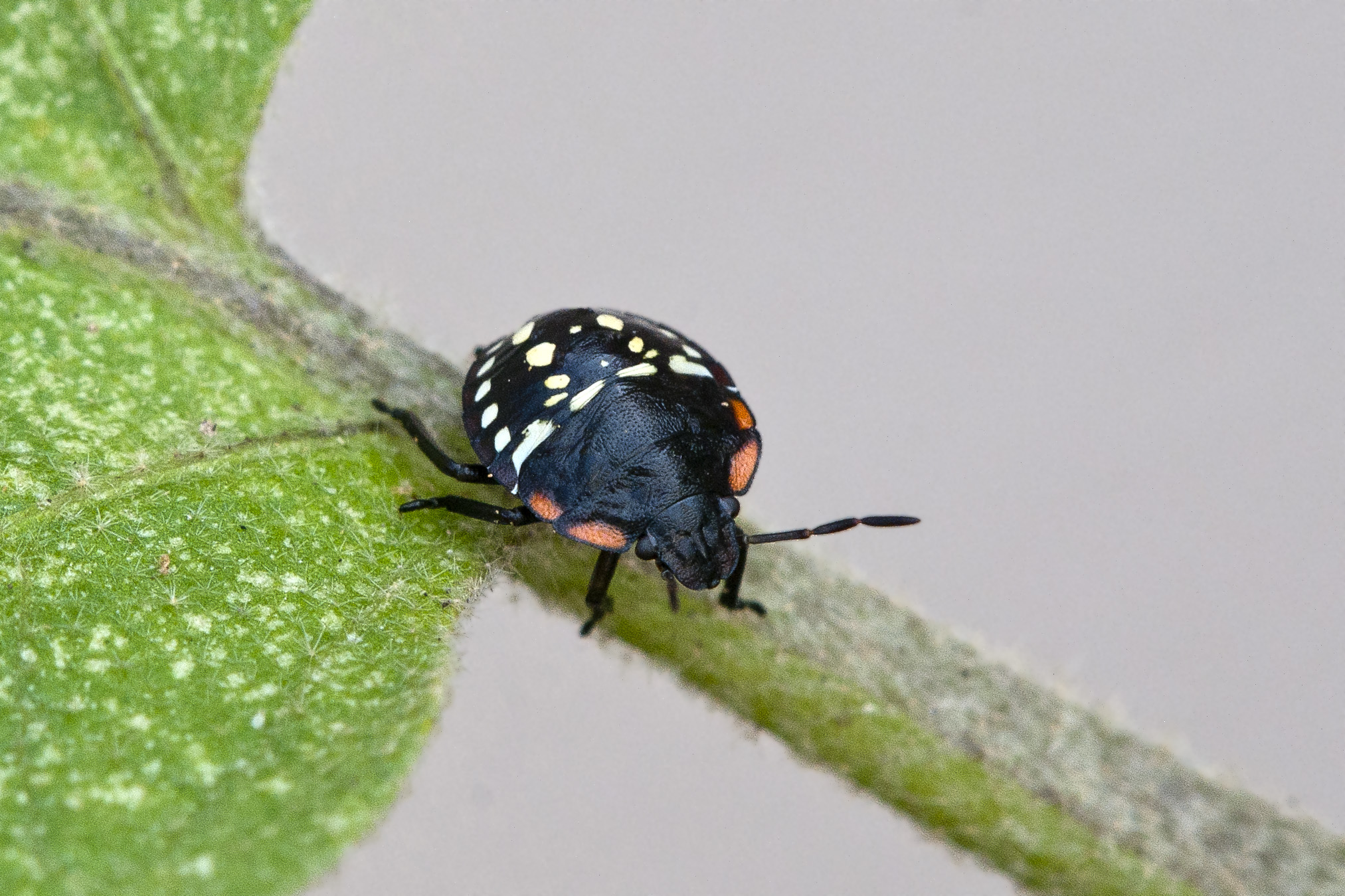 Green Bug Nymph (Nezara viridula)