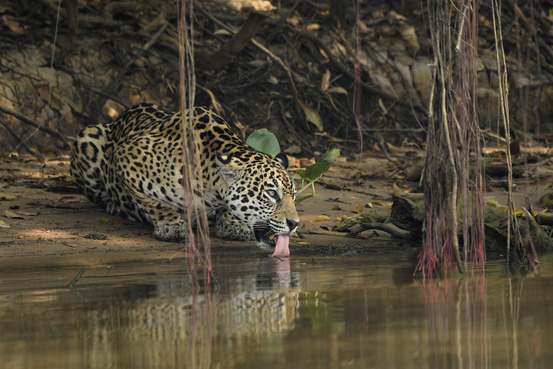 Giaguaro Pantanal