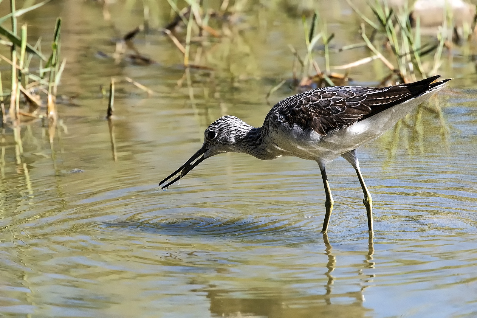 La preda della Pantana