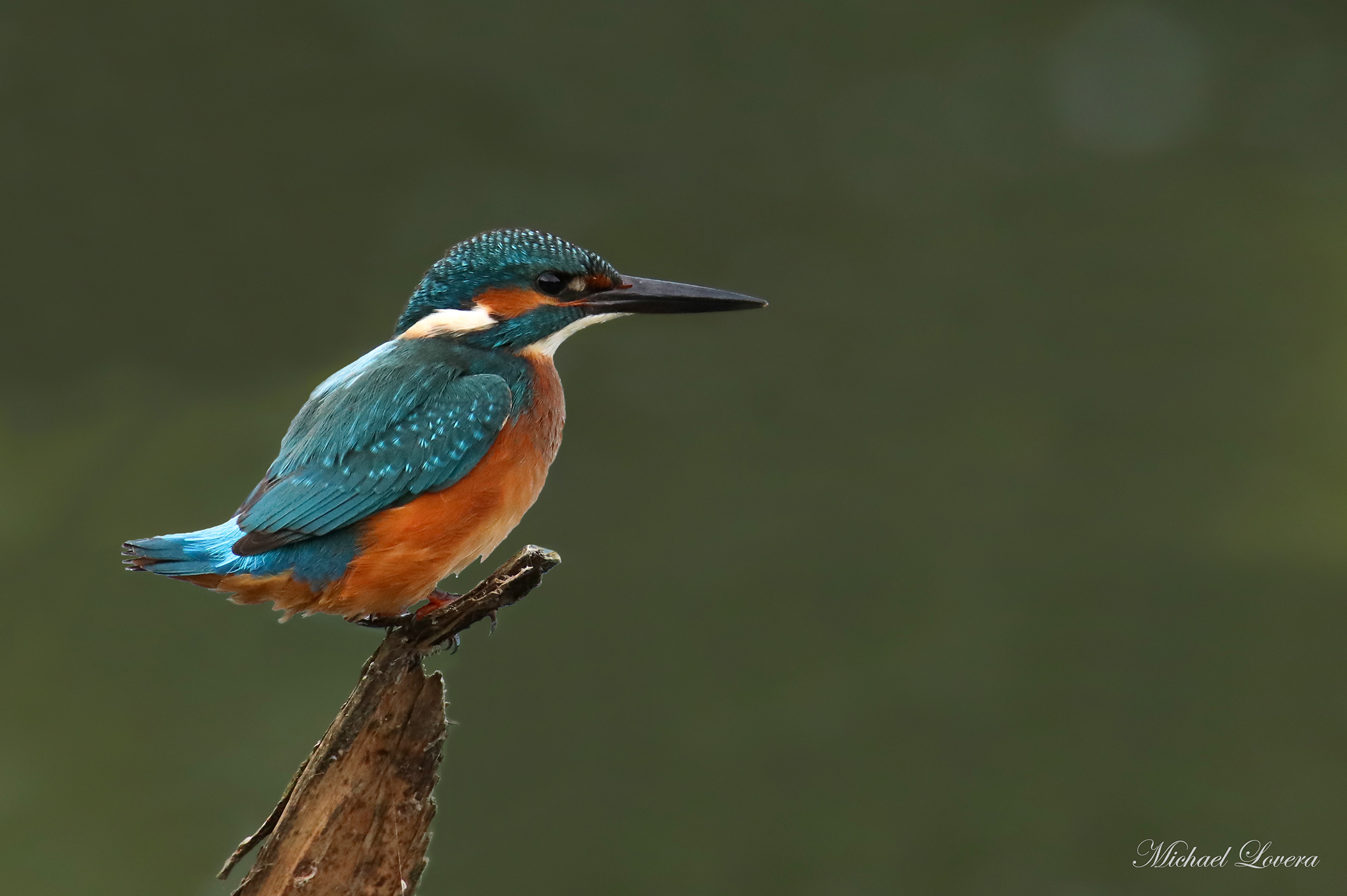 Kingfisher