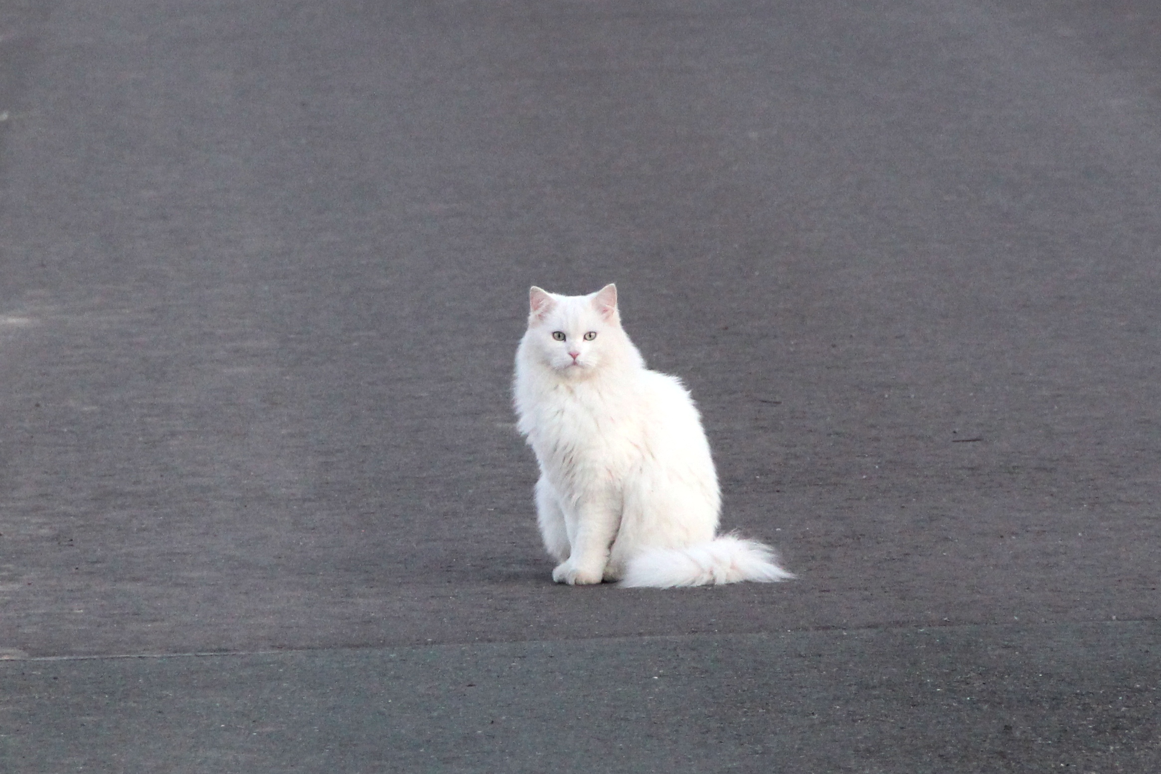 White Cat