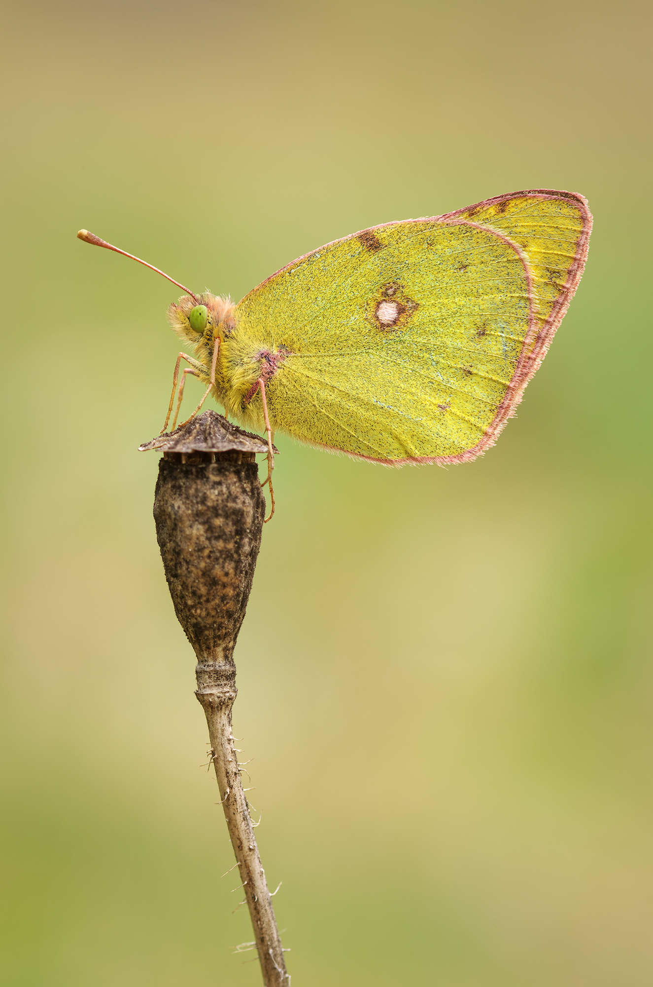 Colias hyale