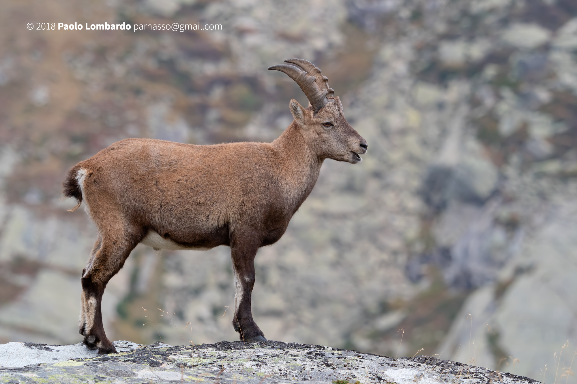 Capra ibex - Steinbock - Stambecco Capra ibex