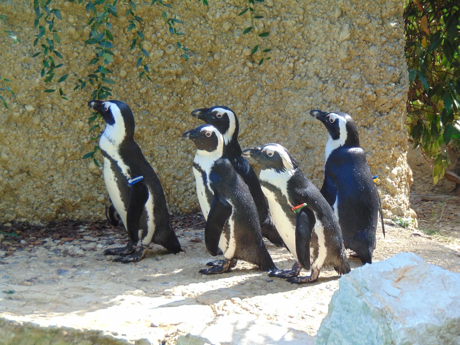 Famiglia di pinguini africani, Zoo di Pistoia