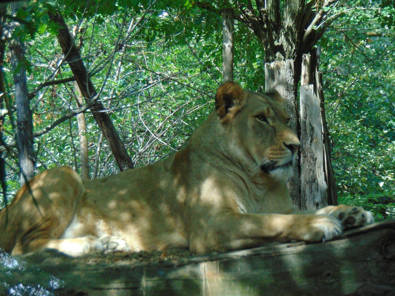 Leonessa in posa, Zoo di Pistoia