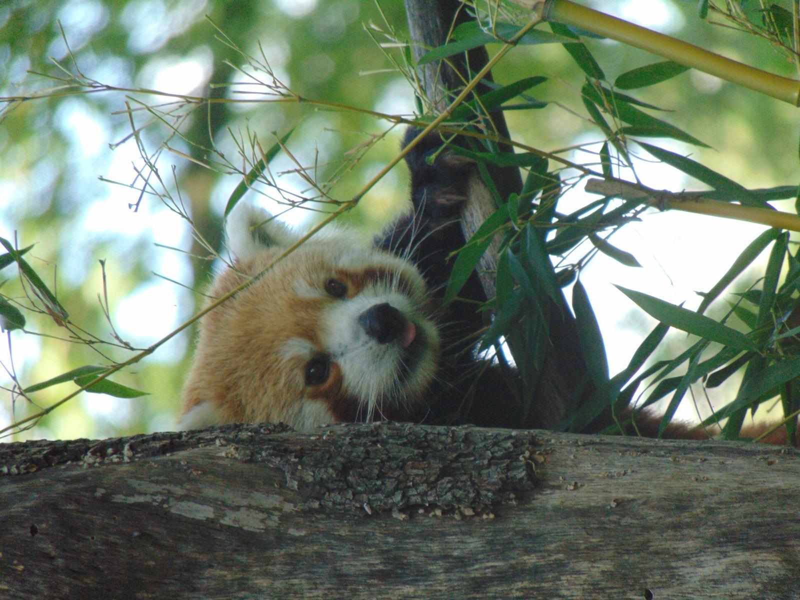 Cucù, Zoo di Pistoia