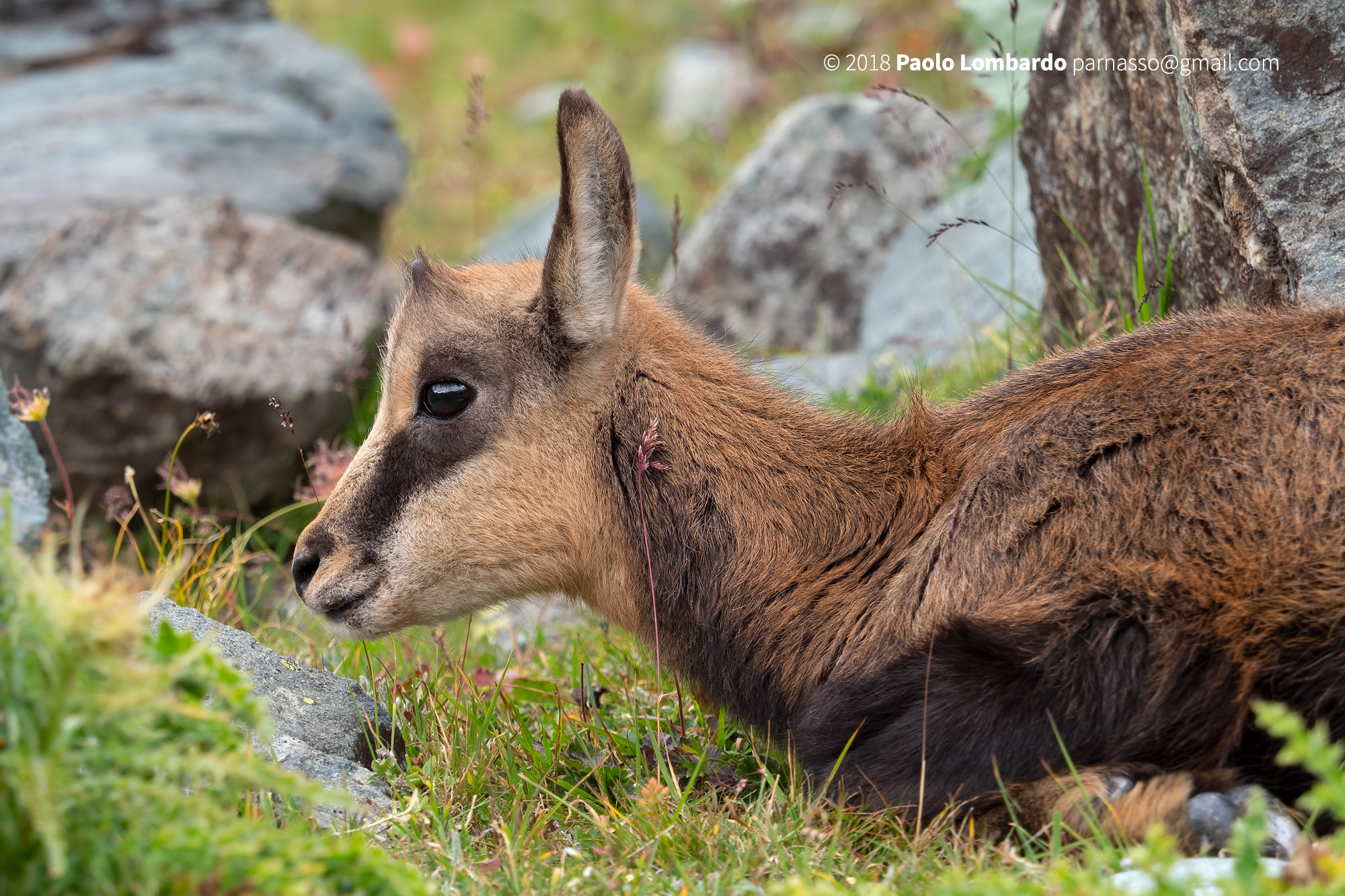 Rupicapra rupicapra - Chamois - Camoscio