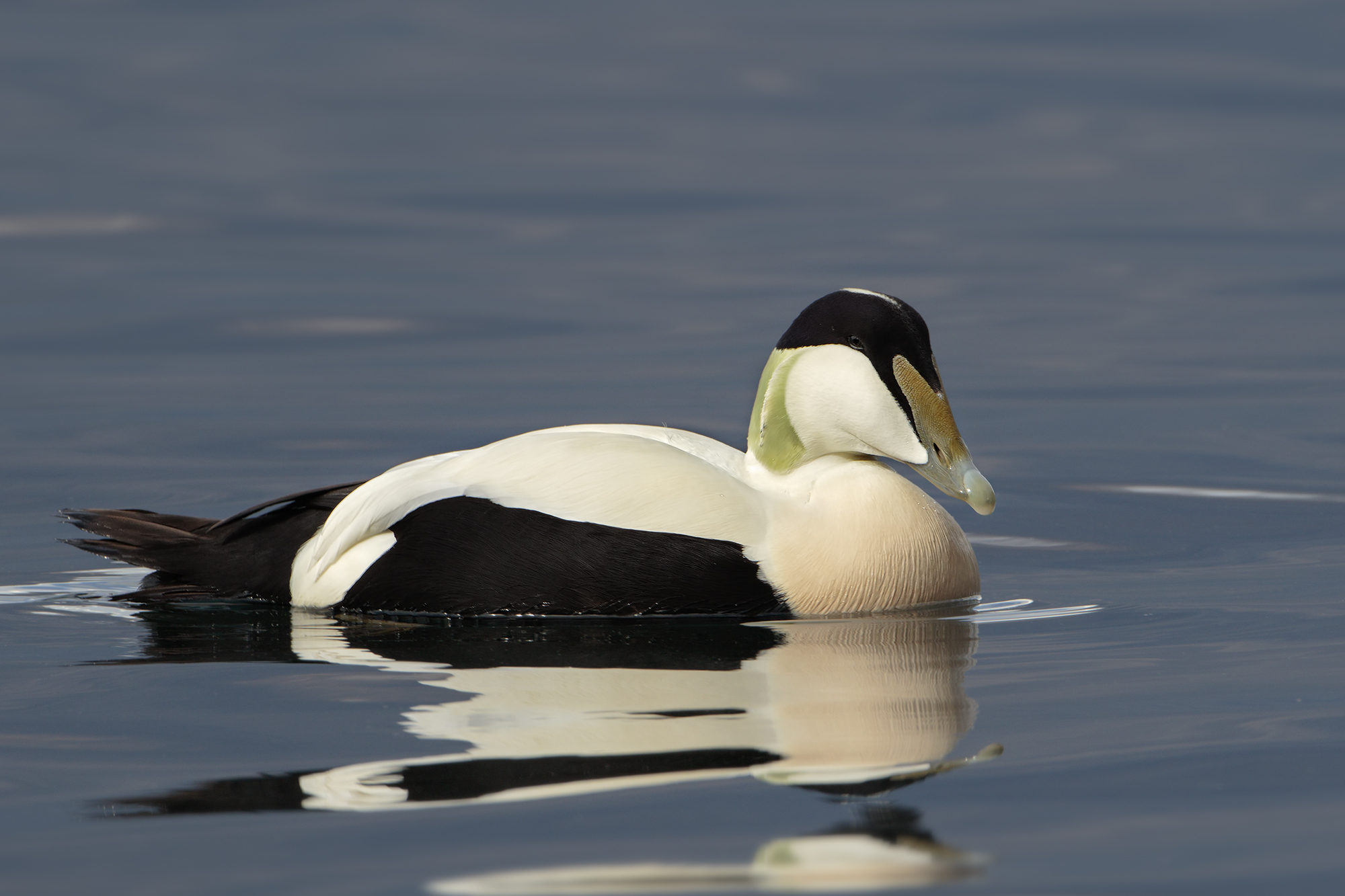 Eider