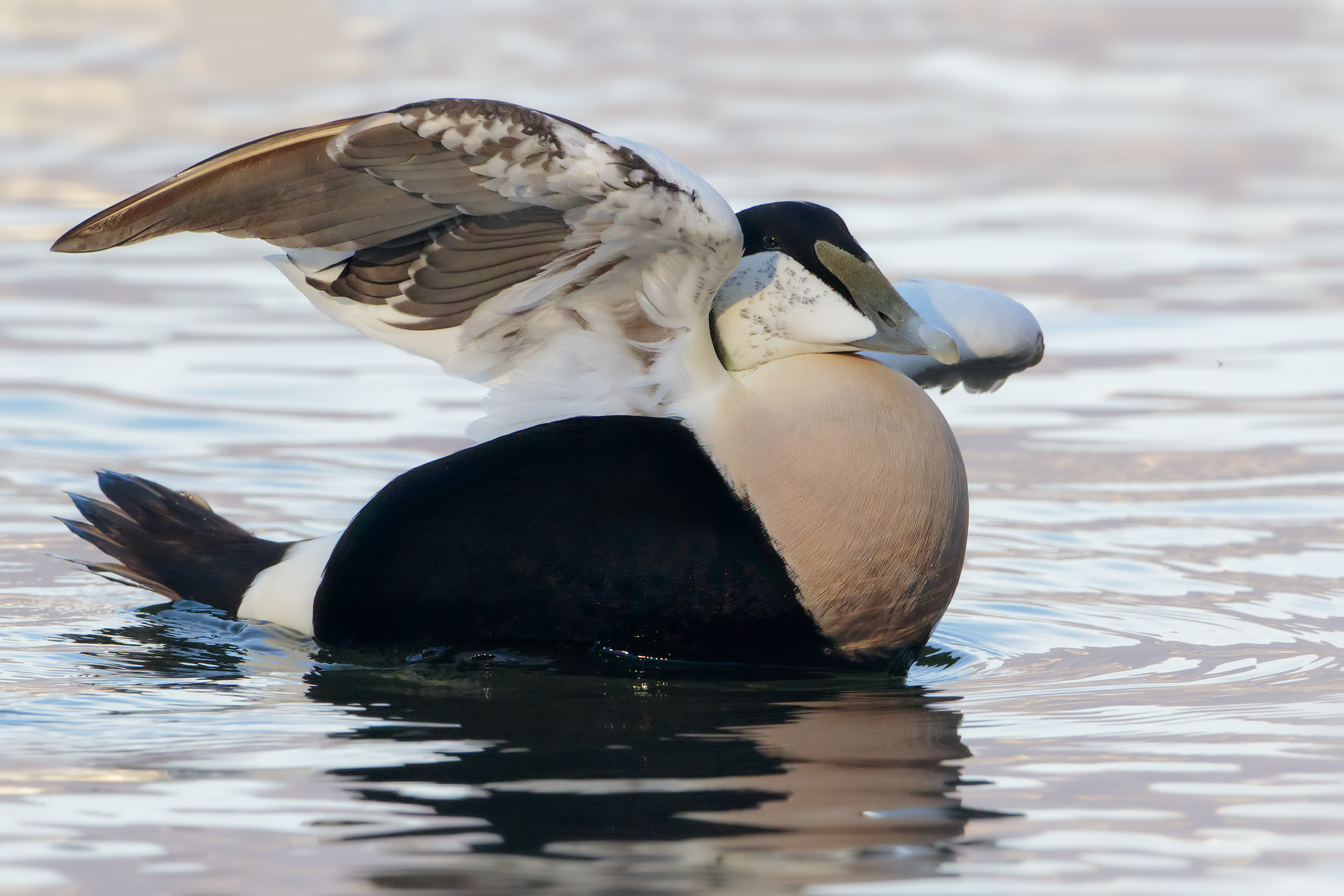 Eider