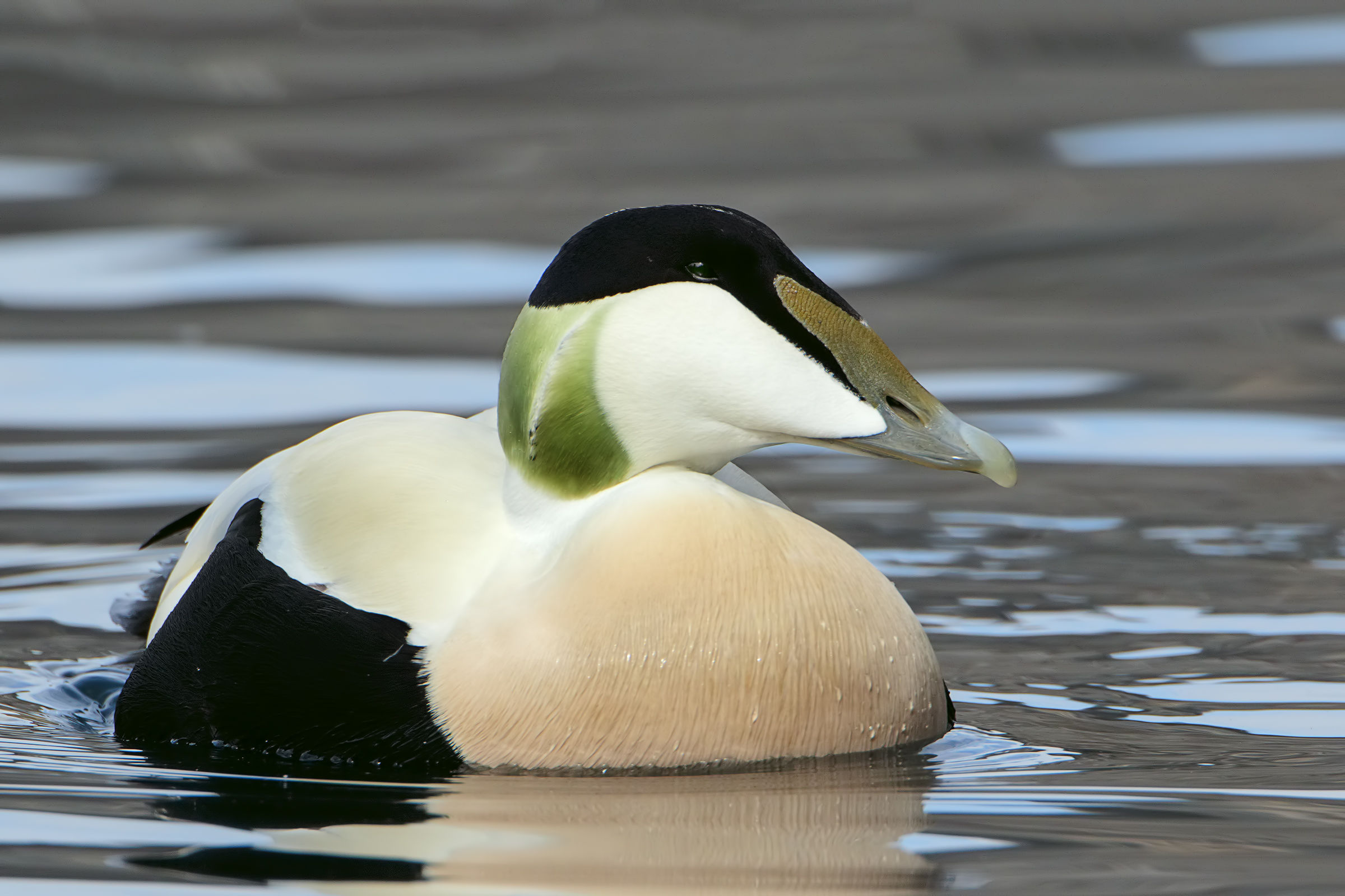 Eider