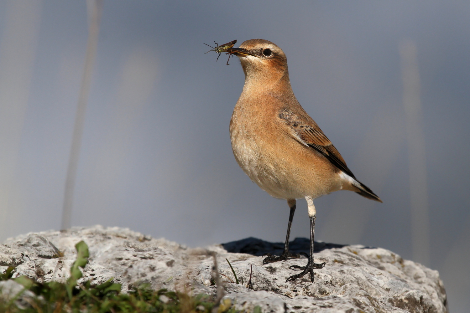 Wheatear