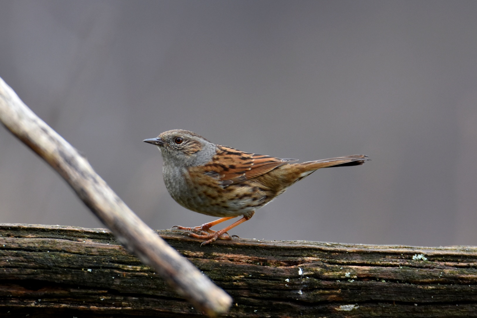 Passera Dunnock