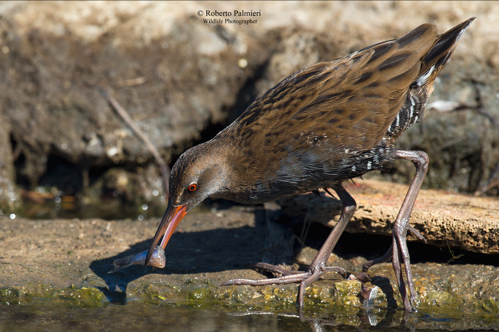 Porciglione Juv. (Rallus Acquaticus)