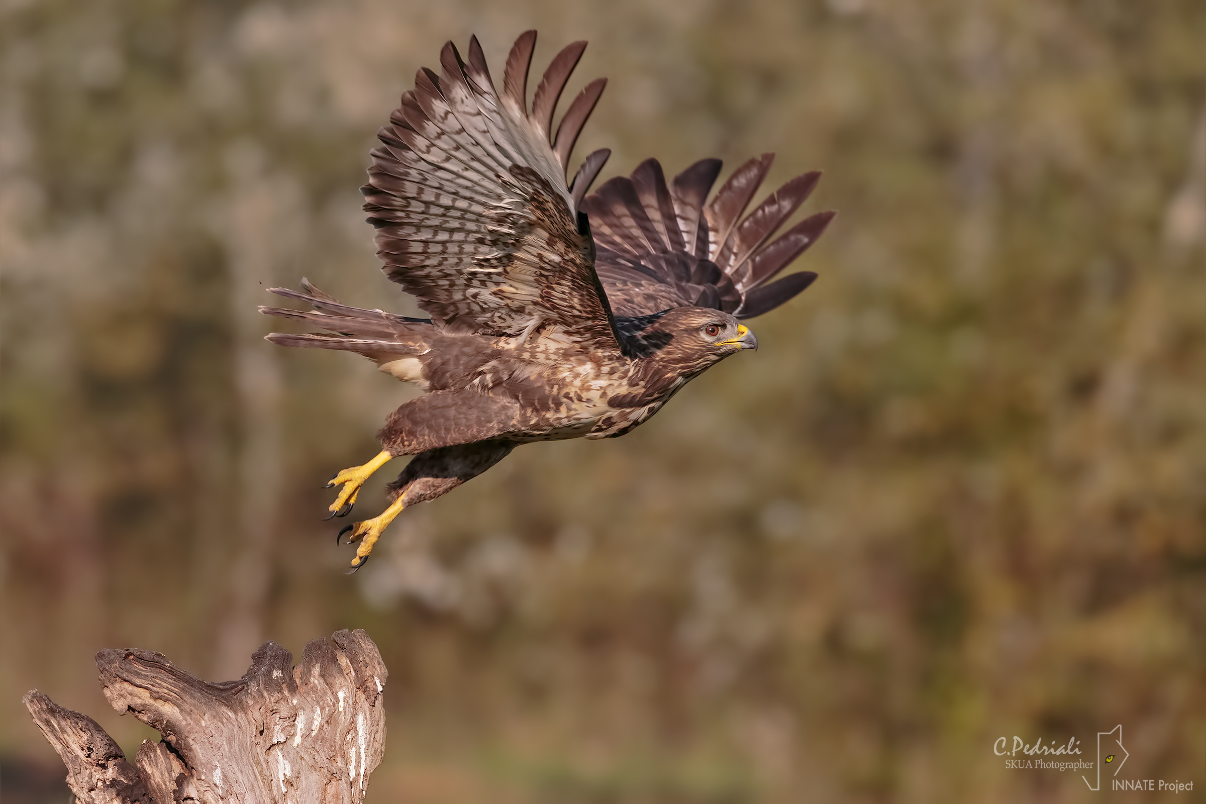 3.2, 1..... GO!!! Buzzard