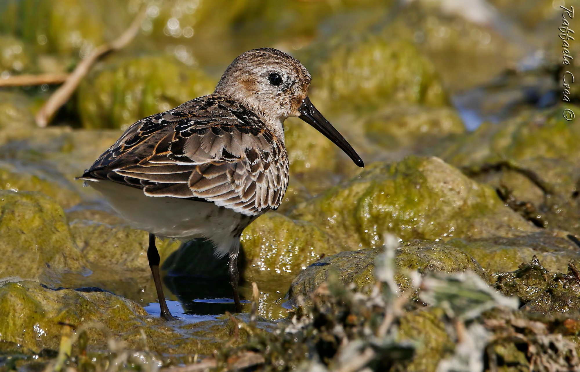 Piovanello Pancianera in ambiente