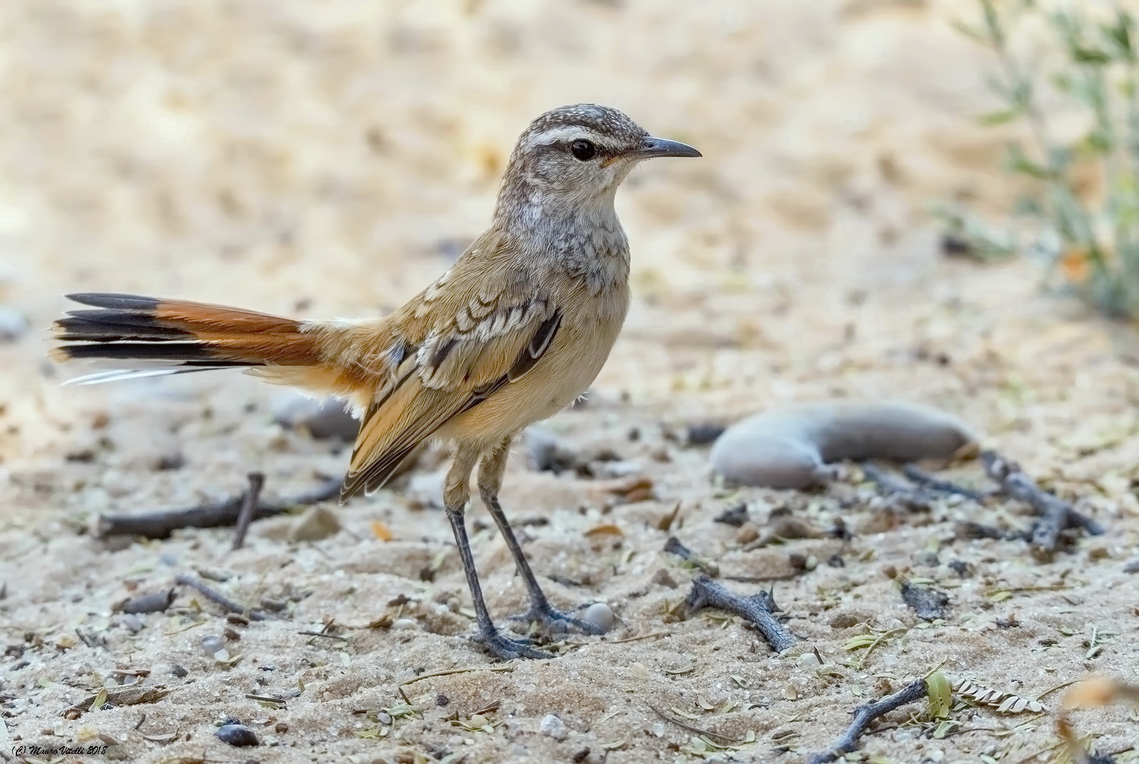 Kalahari Scrub Robin (Cercotrichas Paena) Kalahari