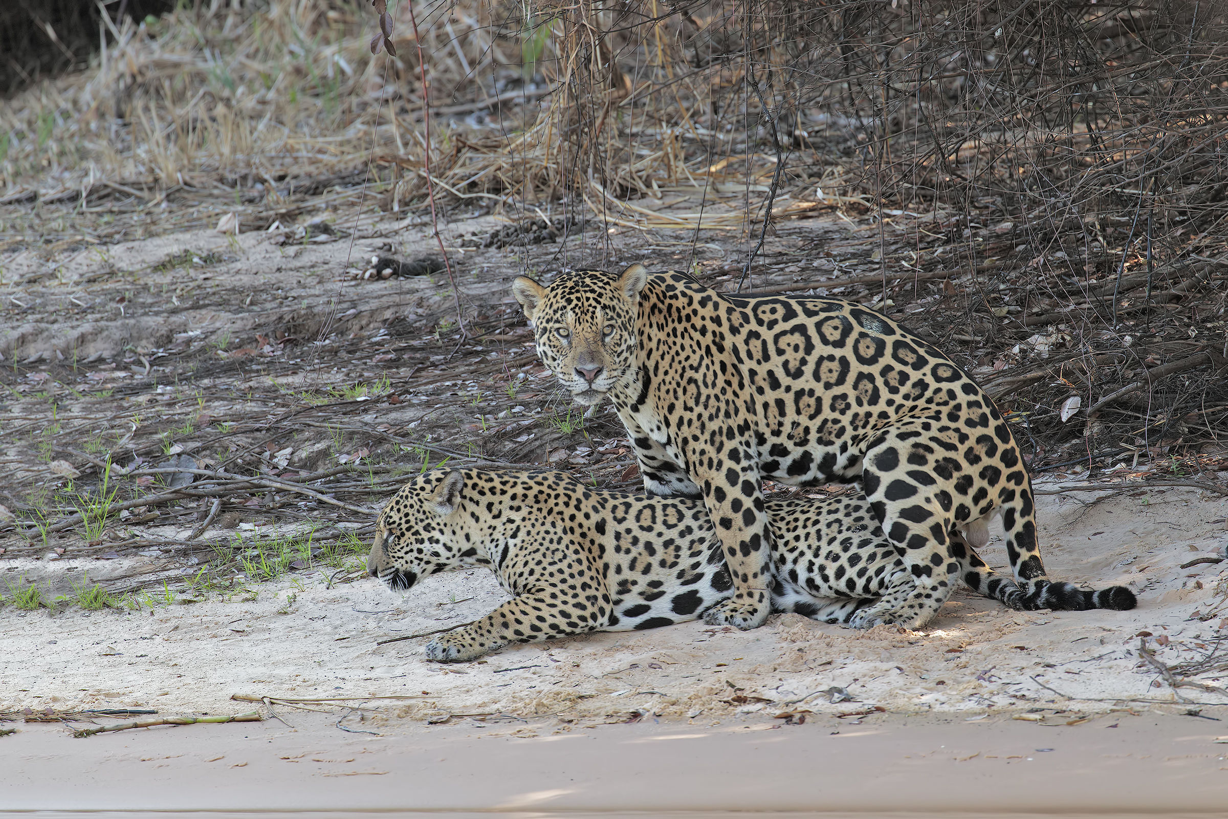 Giaguaro:accoppiamento