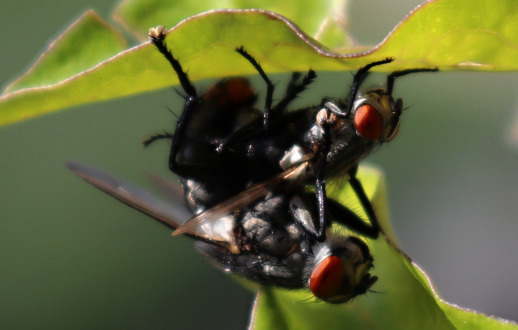 Flies in action