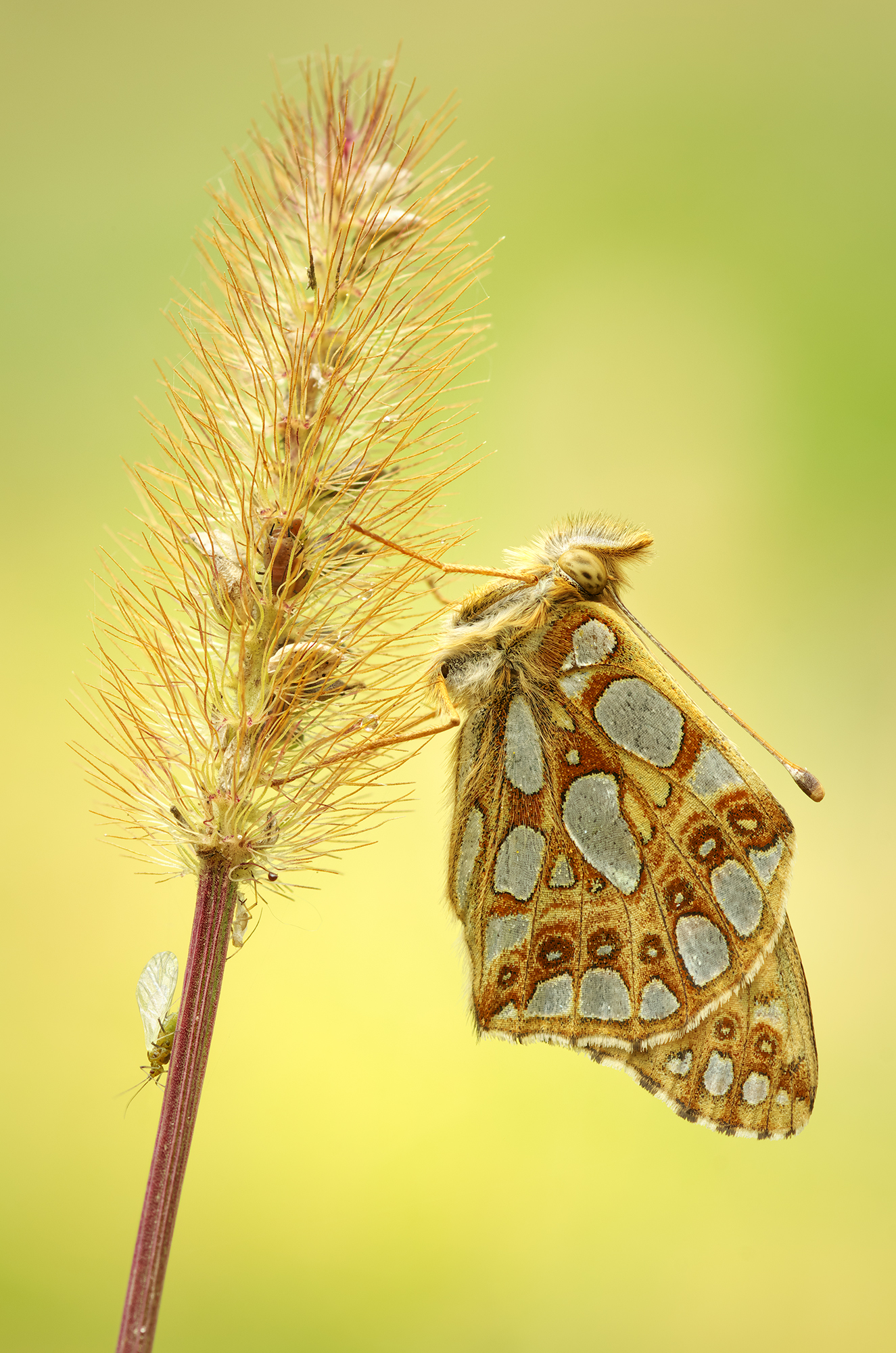 Lathonia di Soria con un ospite;)