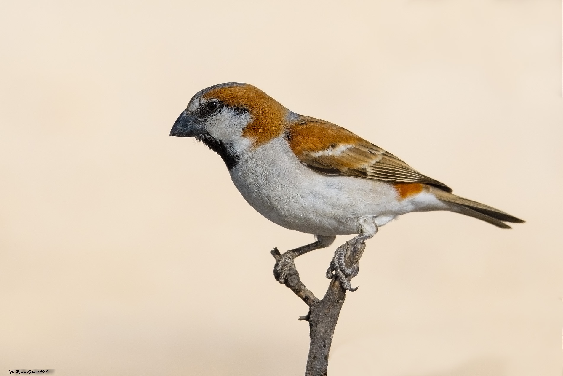 Great Sparrow (Passer motitensis) Kalahari