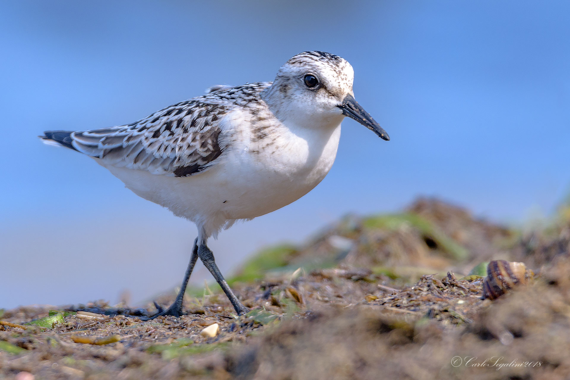 Piovannello Tridattilo