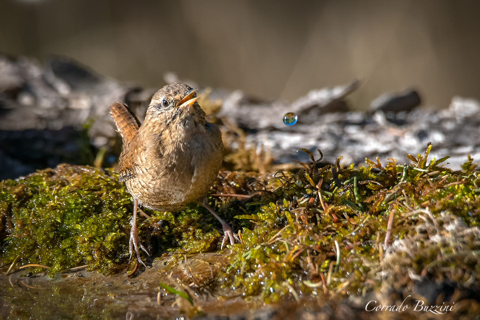 Wren