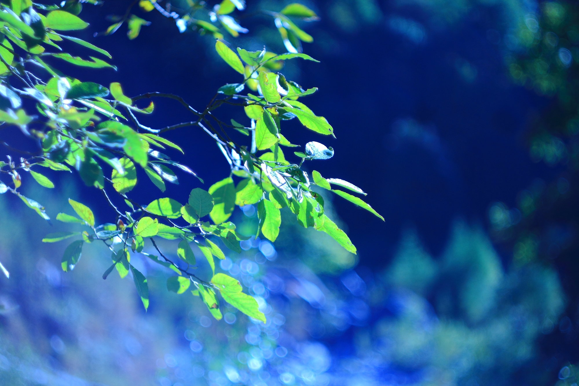 Try 1 Helios. Leaves