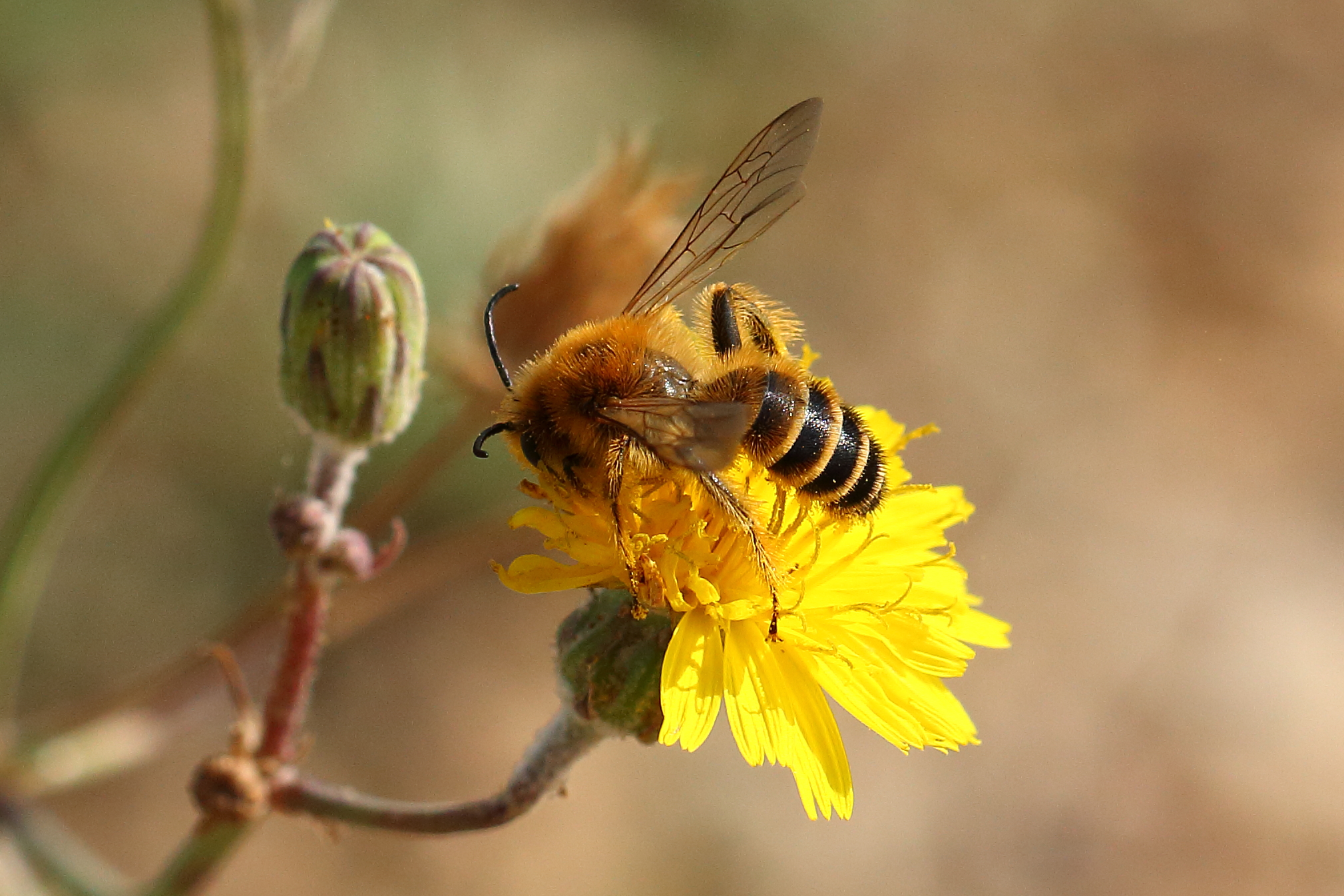 Beata e tranquilla crogiolandosi al sole