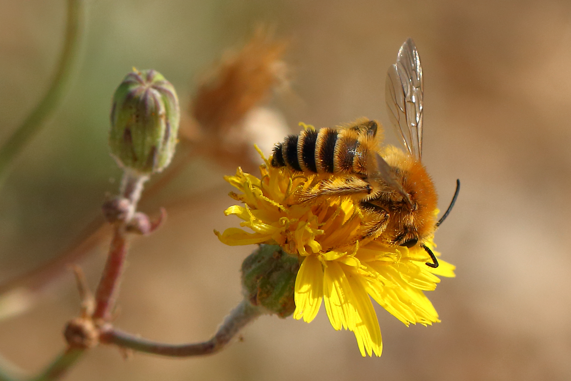 Beata e tranquilla crogiolandosi al sole