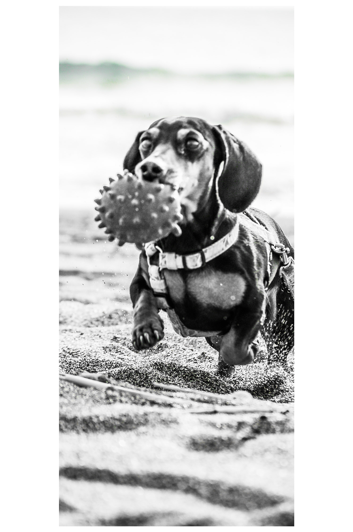 Dachshund on the beach